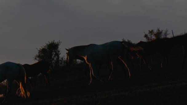 Paarden Die Een Grasveld Zonsondergang Schot Slow — Stockvideo