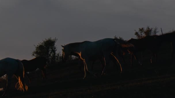 Chevaux en cours d'exécution sur un champ d'herbe .Sunset shot in slow mo 