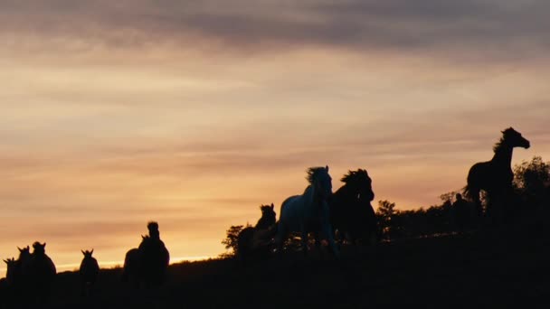 Koně Běží Travnaté Hřiště Západ Slunce Pomalé — Stock video