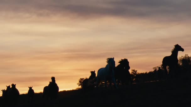 Cavalos Correndo Campo Grama Pôr Sol Tiro Câmera Lenta — Vídeo de Stock