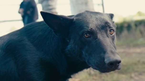 Big Black Dog Looks Camera — Stock Video