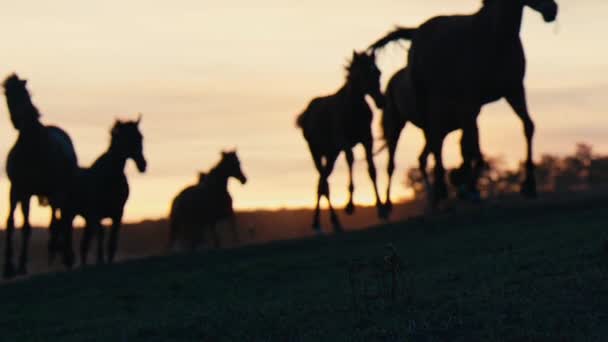 Άλογα Που Τρέχουν Χόρτο Πεδίο Δύση Ηλίου Πυροβολήθηκε Αργή — Αρχείο Βίντεο