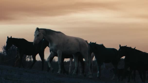 Лошади бегут по траве — стоковое видео