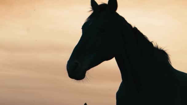 Konie na pole trawa — Wideo stockowe