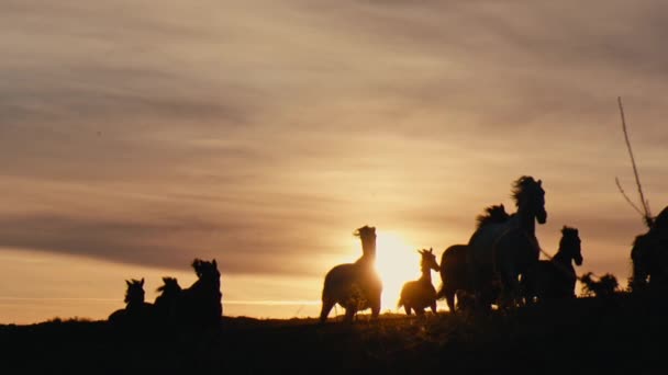 Лошади бегут по траве — стоковое видео