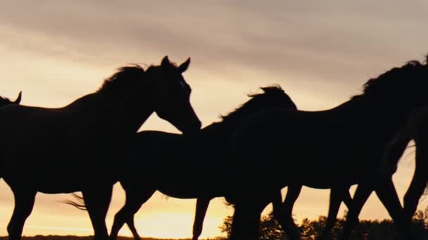Коні біжать на трав'яному полі — стокове відео