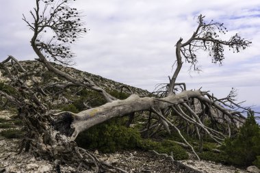 Yanık ağaç orman yangını, Parnitha Yunanistan sonra