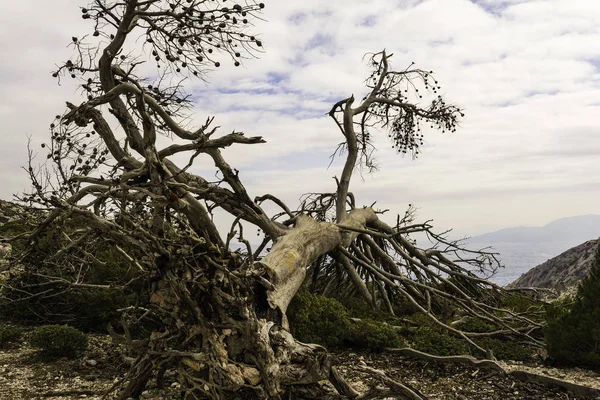 Mrtvý strom po lesním požáru, Parnitha Řecko — Stock fotografie