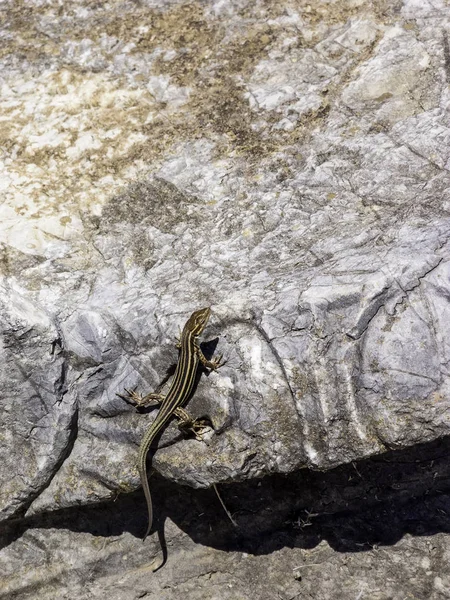 Lizards hiding on the ruins of Ancient Messini, Greece — Stock Photo, Image