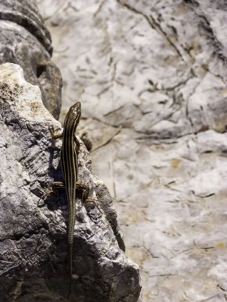 Lizards hiding on the ruins of Ancient Messini, Greece — Stock Photo, Image