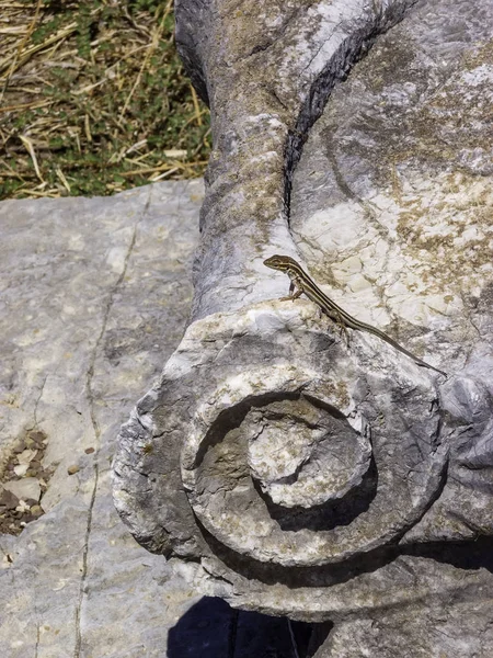 Lézards se cachant sur les ruines de l'Ancien Messin, Grèce — Photo
