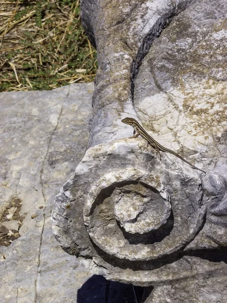 Lizards hiding on the ruins of Ancient Messini, Greece — Stock Photo, Image