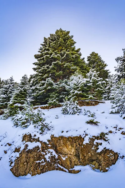 Горные ели Зирии, покрытые снегом в зимний день, Южный Пелопоннес, Греция — стоковое фото