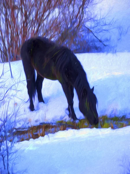 Digital painting of a black horse in winter — Stock Photo, Image