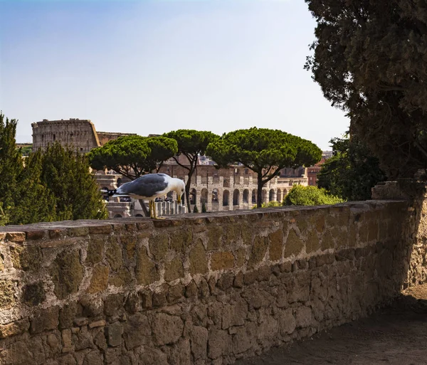 Gaivota na perspectiva com o Coliseu. Gaivota a ver Roma com o Coliseu. Bird in the Roman Forum, o centro histórico da cidade, Roma, Itália . — Fotografia de Stock