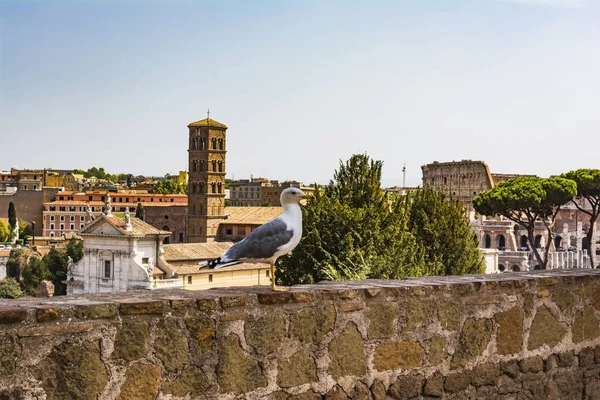 Gaivota na perspectiva com o Coliseu. Gaivota a ver Roma com o Coliseu. Bird in the Roman Forum, o centro histórico da cidade, Roma, Itália . — Fotografia de Stock