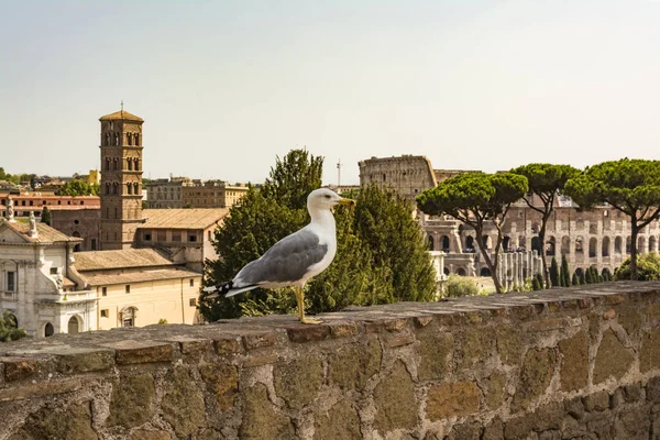 Gaivota na perspectiva com o Coliseu. Gaivota a ver Roma com o Coliseu. Bird in the Roman Forum, o centro histórico da cidade, Roma, Itália . — Fotografia de Stock