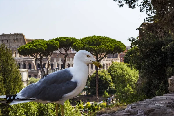 Gaivota na perspectiva com o Coliseu. Gaivota a ver Roma com o Coliseu. Bird in the Roman Forum, o centro histórico da cidade, Roma, Itália . — Fotografia de Stock