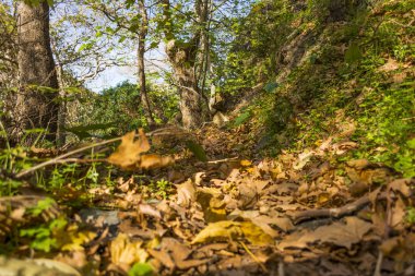 Kış Richtis vadide kış, Girit, Yunanistan bırakır..