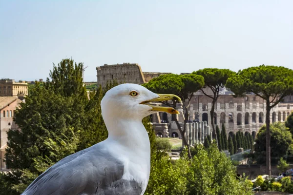 Gaivota na perspectiva com o Coliseu. Gaivota a ver Roma com o Coliseu. Bird in the Roman Forum, o centro histórico da cidade, Roma, Itália . — Fotografia de Stock