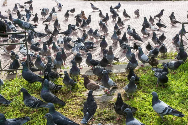 Un troupeau de pigeons dans un parc de la ville d'Athènes — Photo