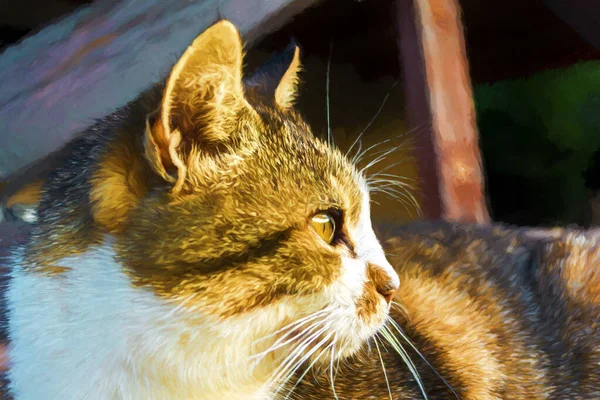 Vue latérale d'un beau chat aux yeux pénétrants regardant le coucher du soleil — Photo