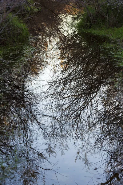 Árvores de inverno refletindo na água — Fotografia de Stock