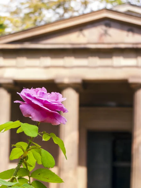 Rose close-up in front of the Mausoleum in the castle garden Charlottenburg — Stock Photo, Image