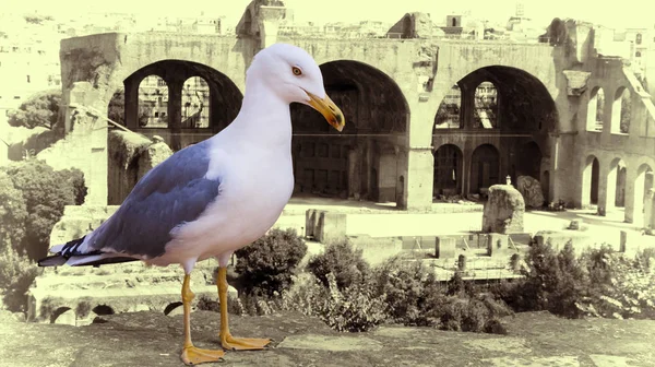 Gaivota Vigiar Roma Bird Roman Forum Centro Histórico Cidade Roma — Fotografia de Stock