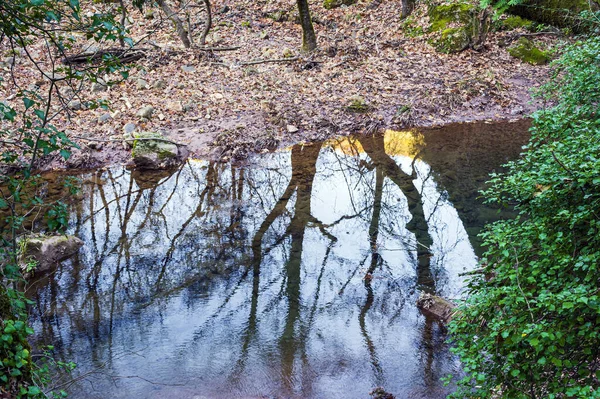 Rio Floresta Inverno Com Árvores Folhas Reflexão Água Arcadia Grécia — Fotografia de Stock