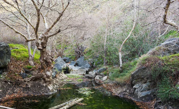 Зимой Листья Воде Ущелье Рихтис Крит Греция — стоковое фото