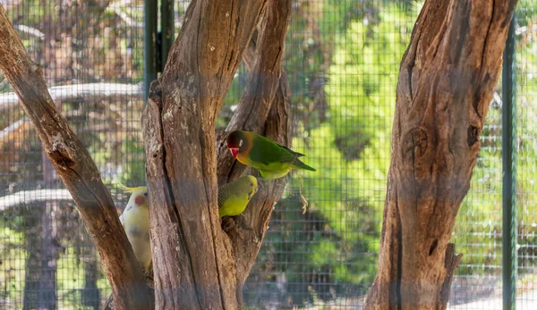 Papagaios Coloridos Uma Jaula Zoológico Grécia — Fotografia de Stock