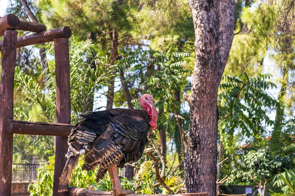Курица Турции Ферме Размытым Фоном Греция — стоковое фото