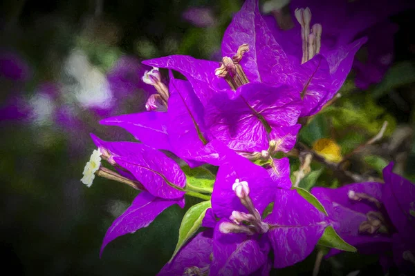 紫色の花の芸術構成 デジタルアート ペイント効果 — ストック写真