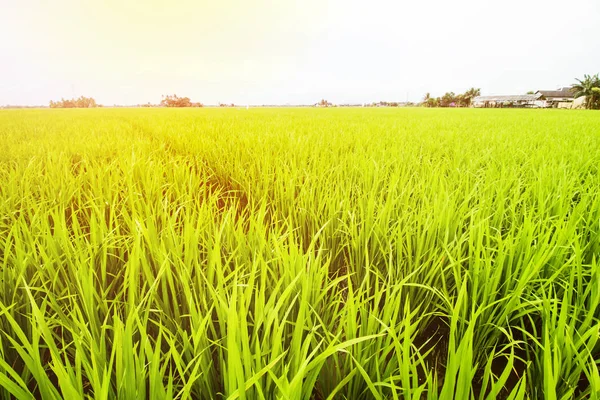 Ris Fält Landskap Risfält Landskap Södra Borneo Indonesien — Stockfoto