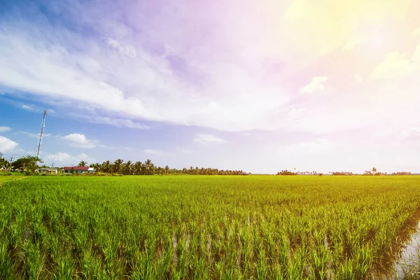 Rice Field Landscape, Paddy Field Landscape