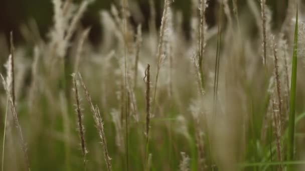 Cogon Grass Hafif Bir Esintiyle Çiçek Açtığını Gösteren Bir Video — Stok video