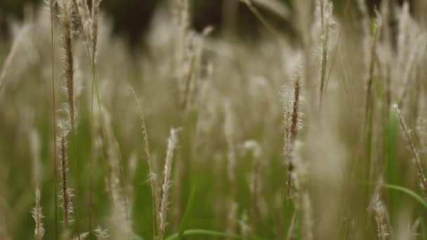 穏やかな風とコゴングラスの開花のビデオ このビデオはぼやけたかボケの効果があります この記録は滑らかなカメラの動きで — ストック動画