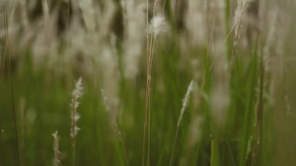 穏やかな風とコゴングラスの開花のビデオ このビデオはぼやけたかボケの効果があります この記録は滑らかなカメラの動きで — ストック動画