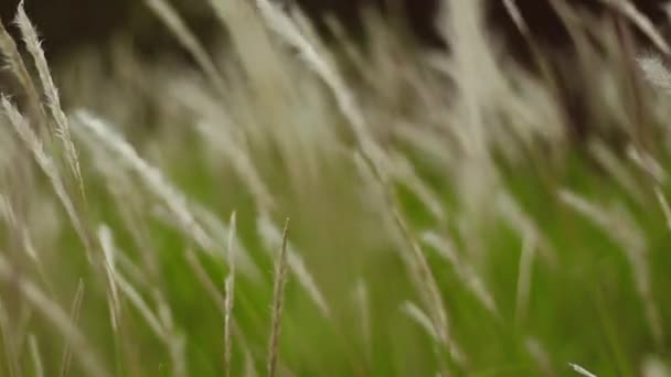 穏やかな風とコゴングラスの開花のビデオ このビデオはぼやけたかボケの効果があります この記録は滑らかなカメラの動きで — ストック動画