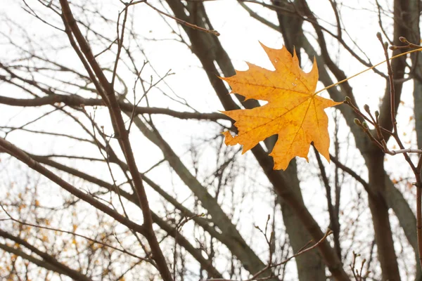 Hösten Gul Lönnlöv Trädgren Begreppet Fall September Oktober November Utomhus — Stockfoto