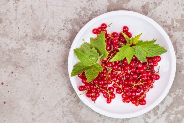 plaka beton arka planda kırmızı kuş üzümü