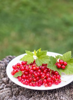 plaka beton arka planda kırmızı kuş üzümü