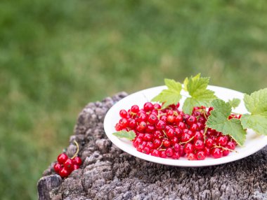 plaka beton arka planda kırmızı kuş üzümü