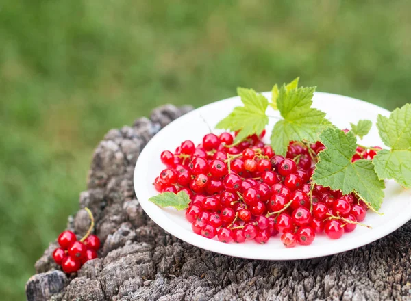 plaka beton arka planda kırmızı kuş üzümü