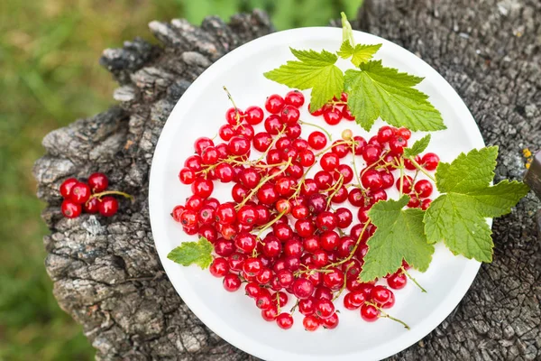 Frenk üzümü ile plaka ile yapraklar 