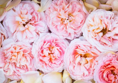 ostin şeftali pembe güller arka plan doku desen 