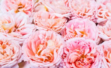 ostin şeftali pembe güller arka plan doku desen 