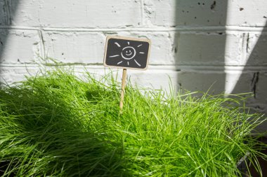 Yeşil çim kayrak iyi adam