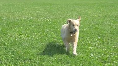 Golden retriever köpeği